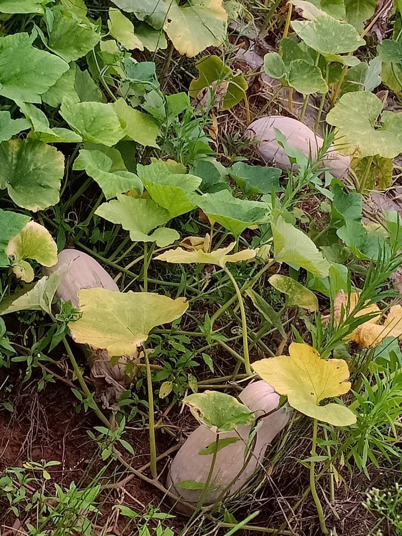 蜜本南瓜