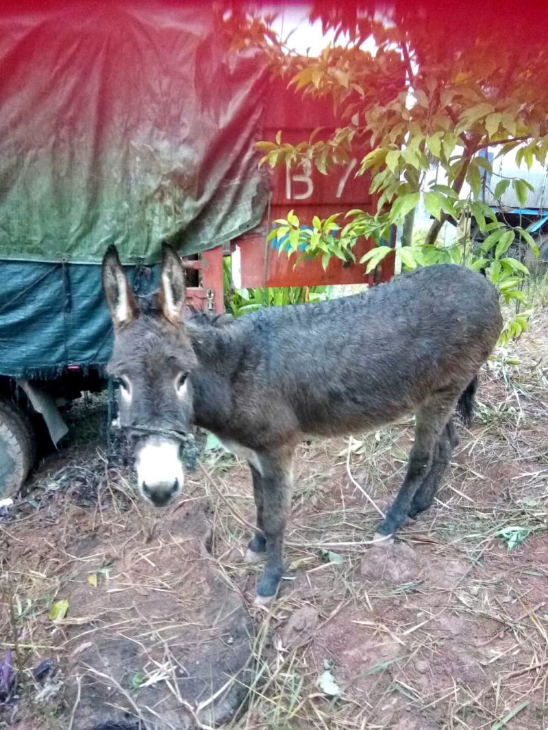 毛驴肉