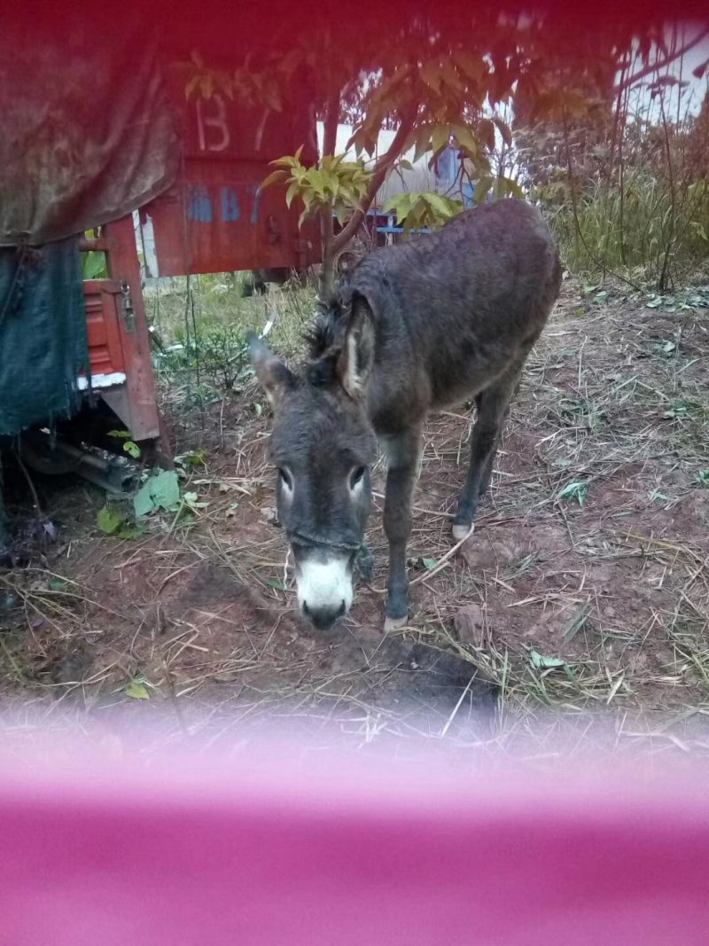 毛驴肉