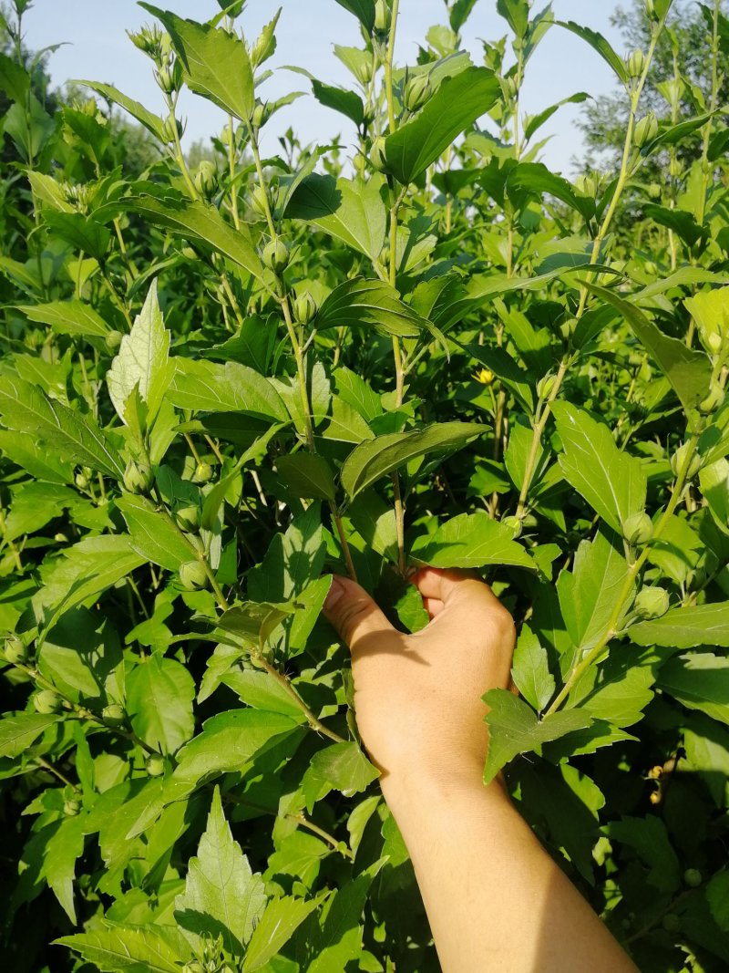 大量供应木槿苗