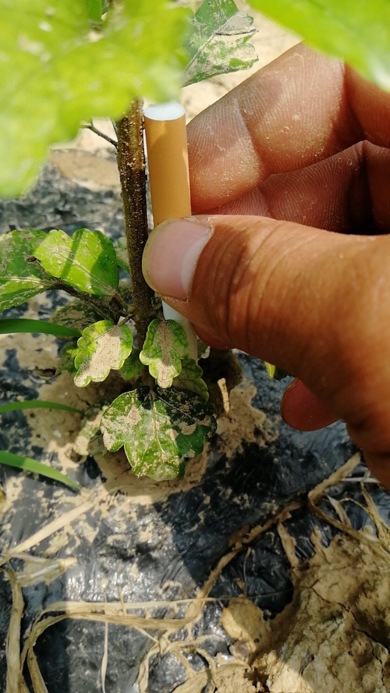大量供应木槿苗