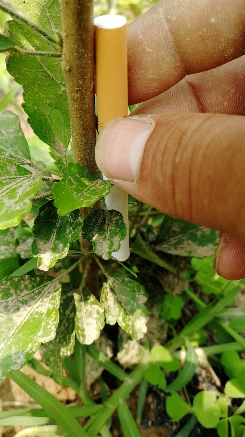 大量供应木槿苗
