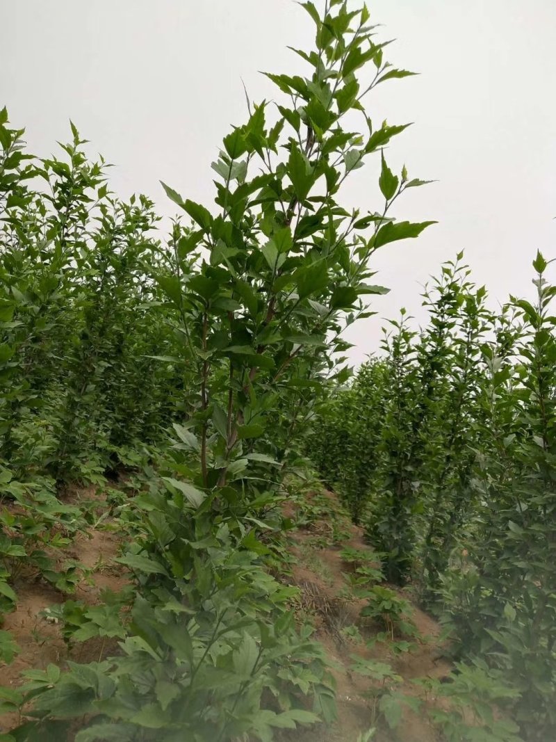 大量供应木槿苗