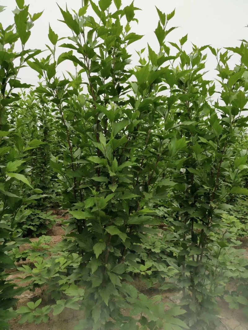 大量供应木槿苗