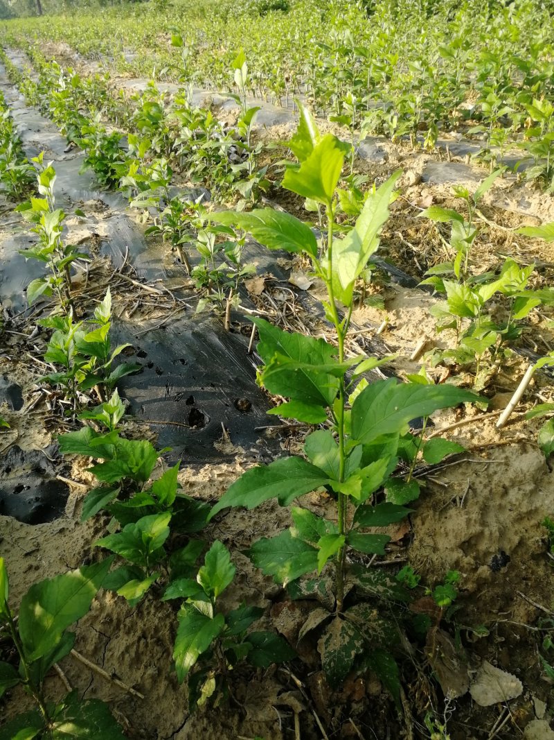 大量供应木槿苗