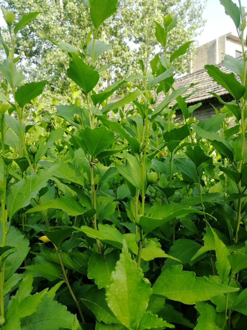 大量供应木槿苗