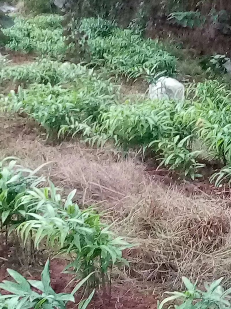 黄精