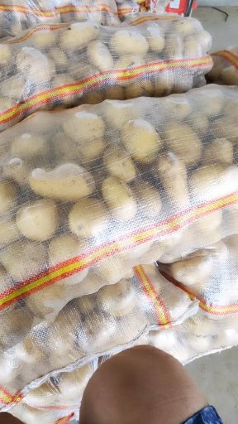 【土豆】山东平阴优质荷兰十五土豆精品2-4两袋装靓货