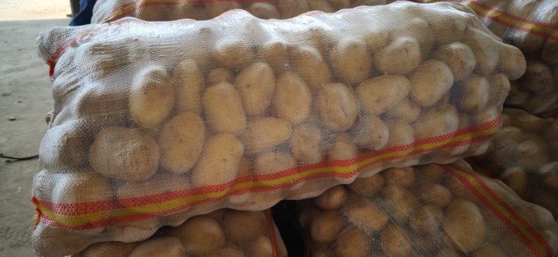 【土豆】山东平阴优质荷兰十五土豆精品2-4两袋装靓货