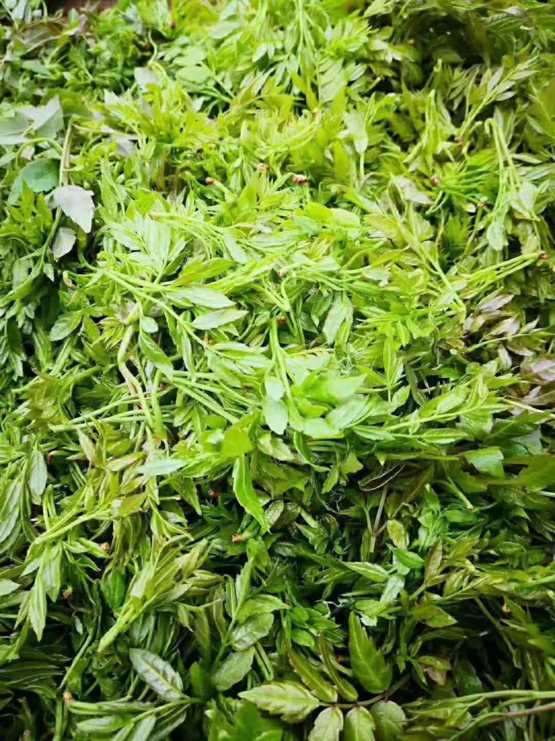古侗寨深山里的野生藤茶