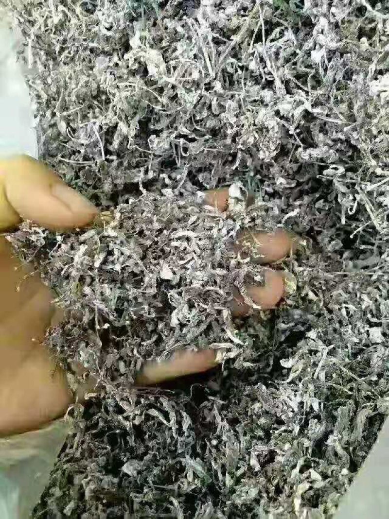 古侗寨深山里的野生藤茶