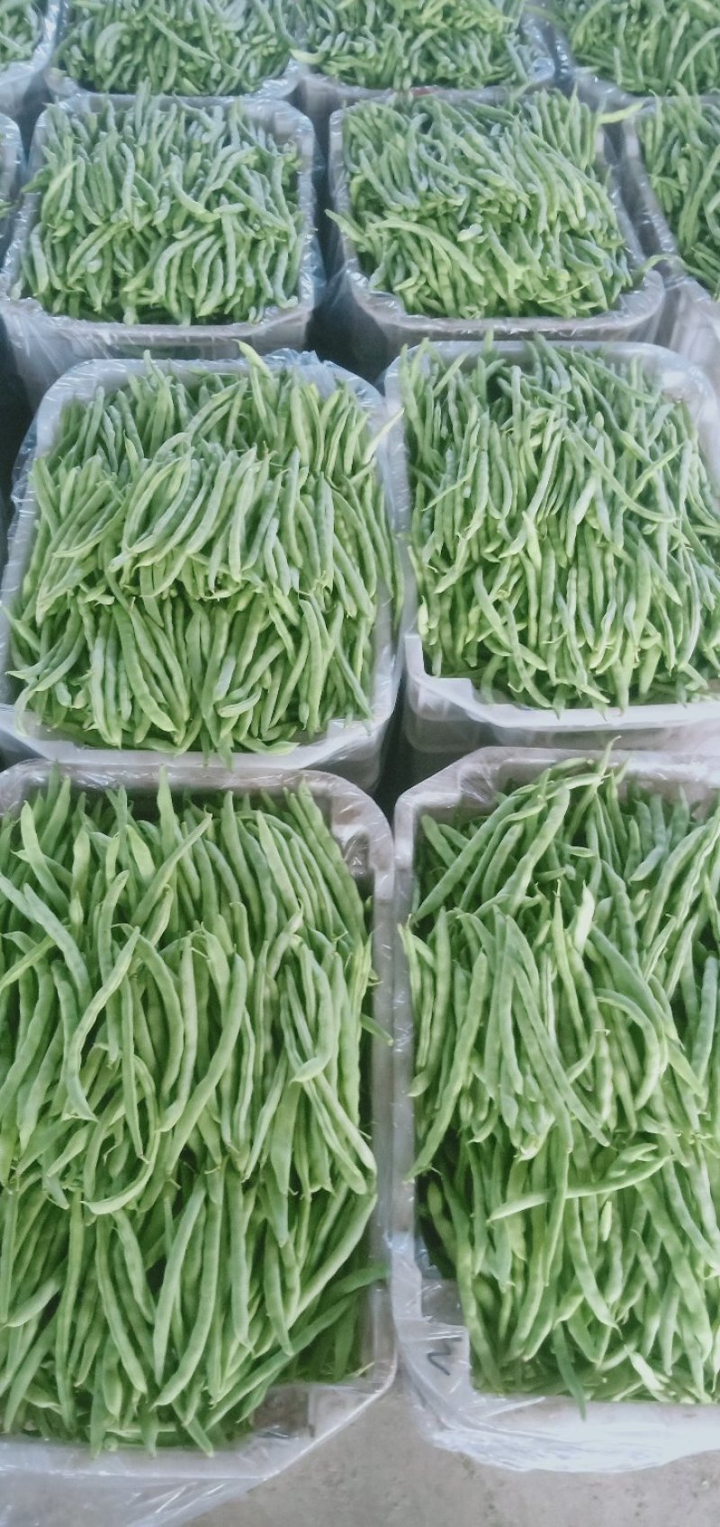 四季豆，芸豆，小金豆，白无丝，架豆王，大量上市。