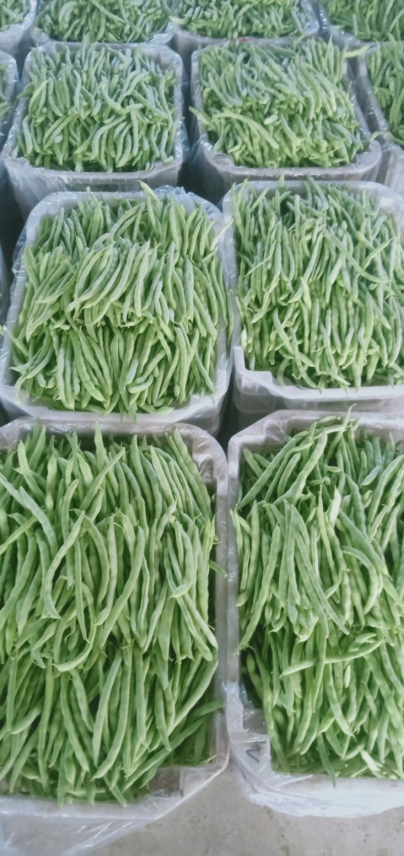 四季豆，芸豆，小金豆，白无丝，架豆王，大量上市。