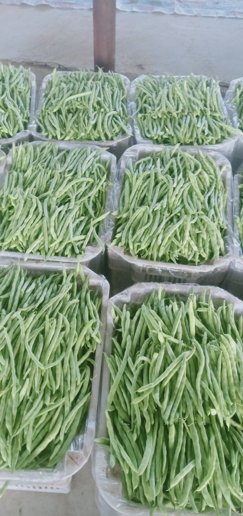 四季豆，芸豆，小金豆，白无丝，架豆王，大量上市。