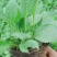 优质花海黑心菊盆栽景观基地批发易成活