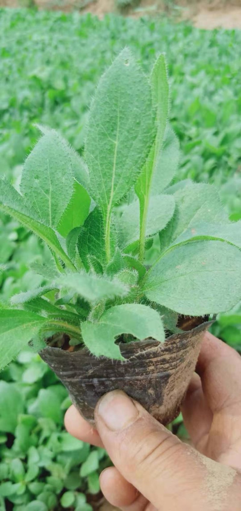 优质花海黑心菊盆栽景观基地批发易成活