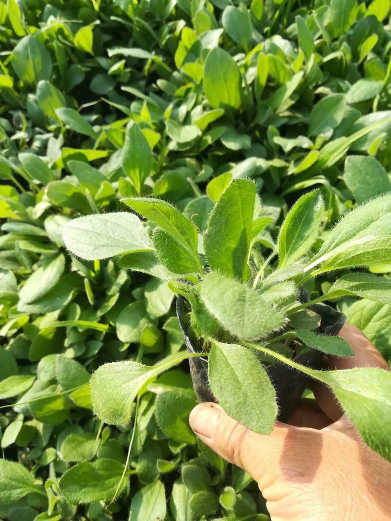 优质花海黑心菊盆栽景观基地批发易成活