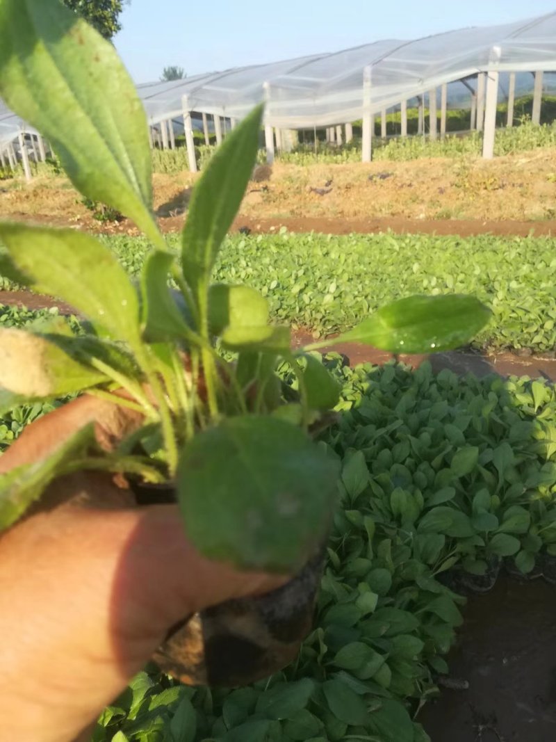 优质花海黑心菊盆栽景观基地批发易成活