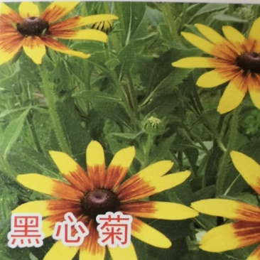 优质花海黑心菊盆栽景观基地批发易成活