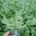 优质花海黑心菊盆栽景观基地批发易成活