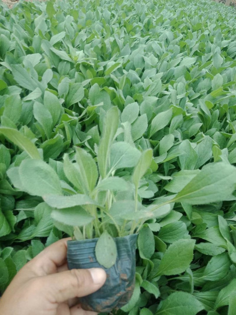 优质花海黑心菊盆栽景观基地批发易成活