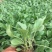 优质花海黑心菊盆栽景观基地批发易成活
