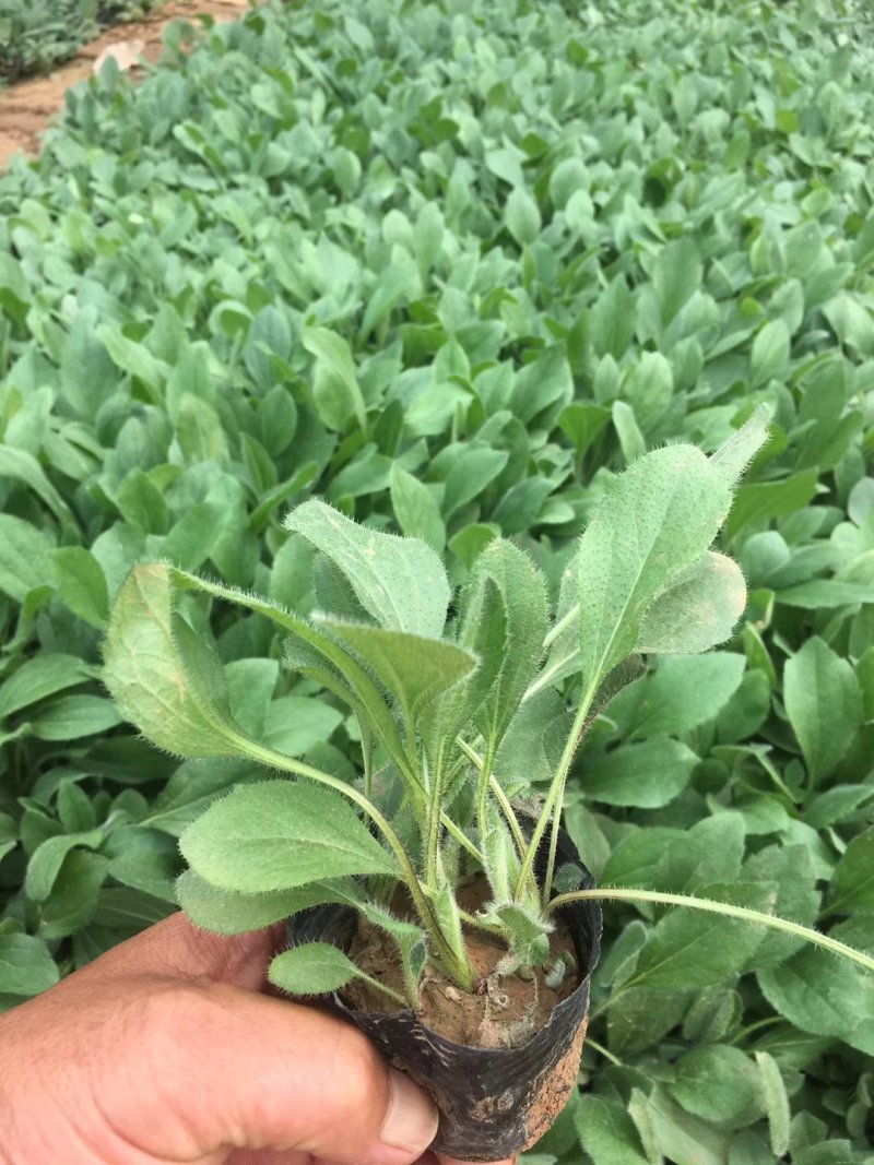 优质花海黑心菊盆栽景观基地批发易成活