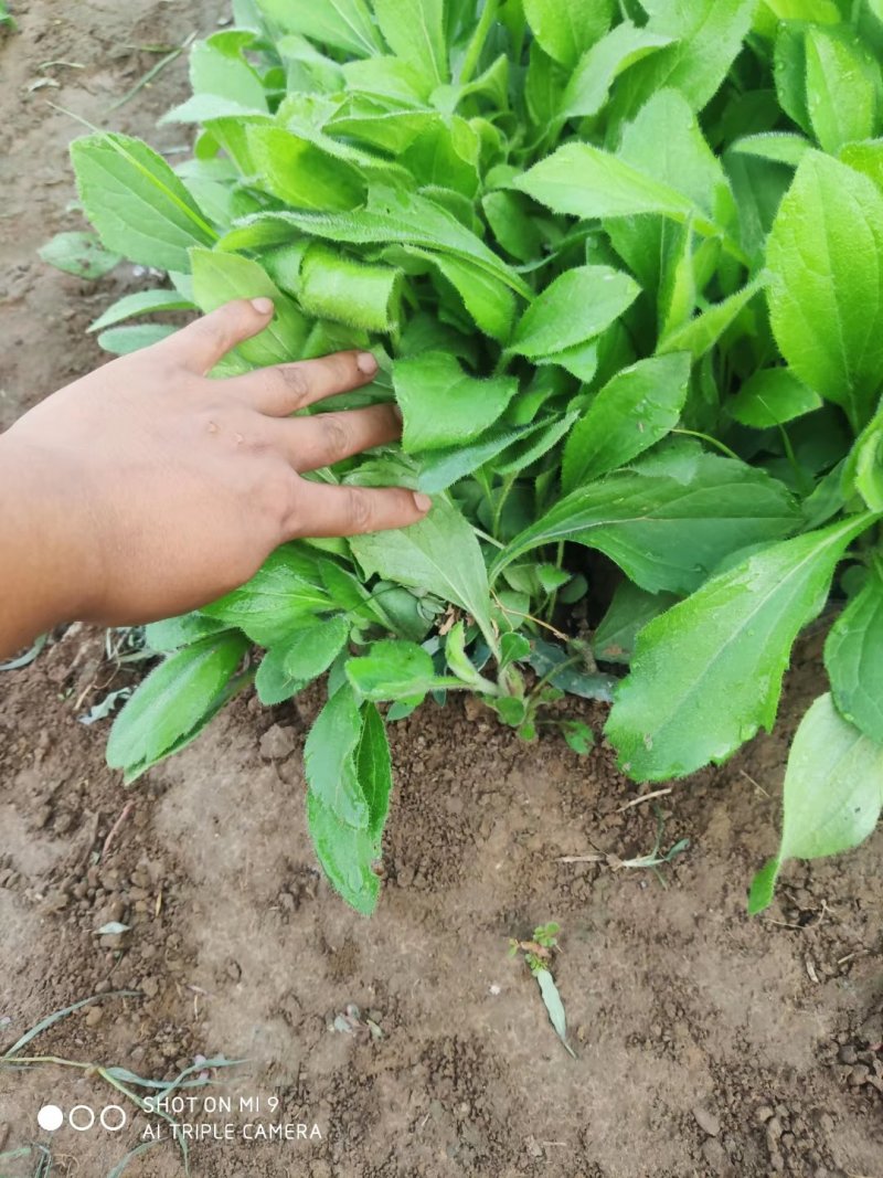 优质花海黑心菊盆栽景观基地批发易成活