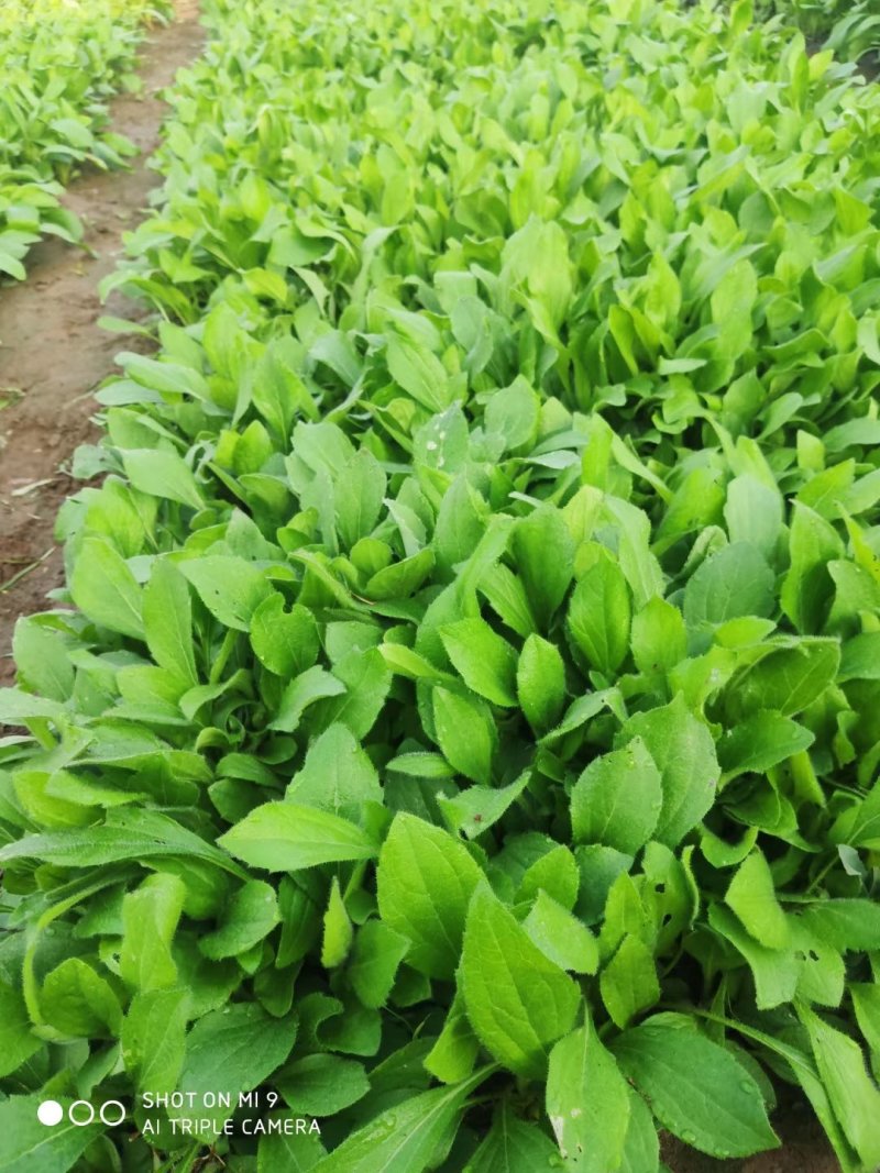 优质花海黑心菊盆栽景观基地批发易成活