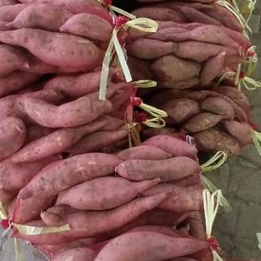 龙薯九红薯通货，精品，大量出售中，支持各种规格，各种包装