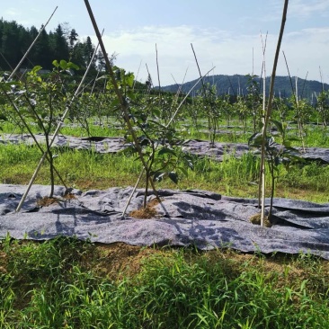 厂家低价直供防草布透水透气耐风化保湿防草效果好