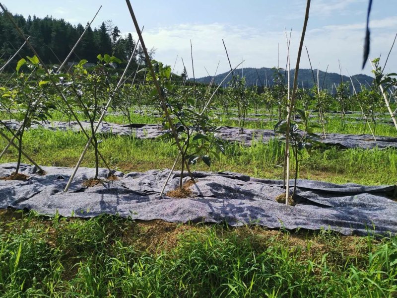 厂家低价直供防草布透水透气耐风化保湿防草效果好