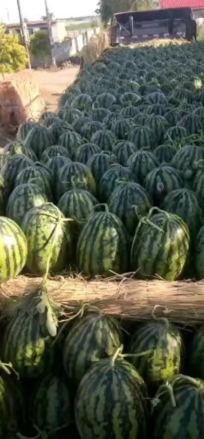 甜王西瓜