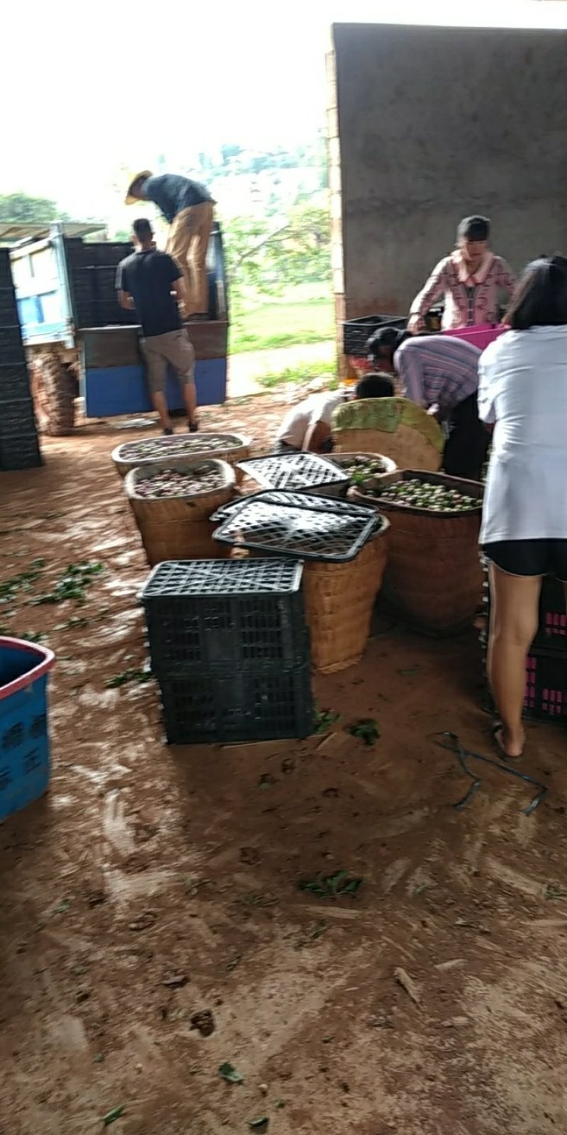 脆红李量大好吃甜度高来