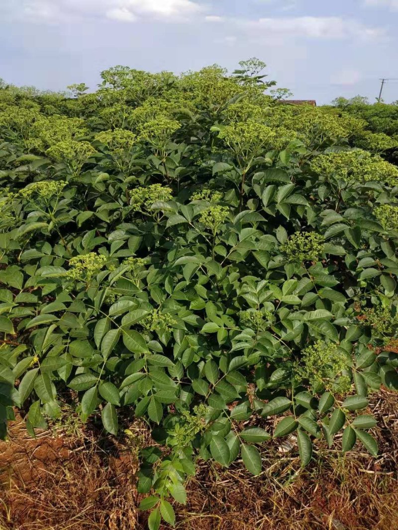 吴茱萸苗