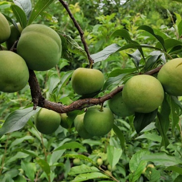 茂县青脆李