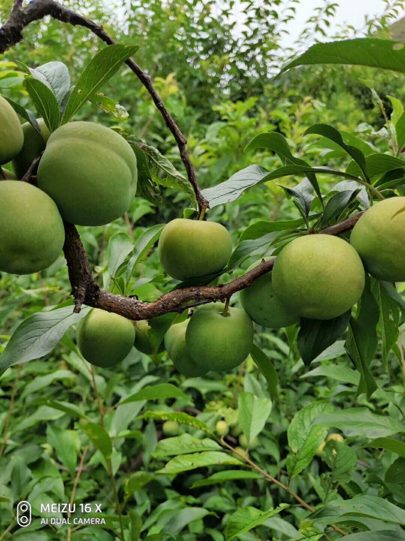 茂县青脆李