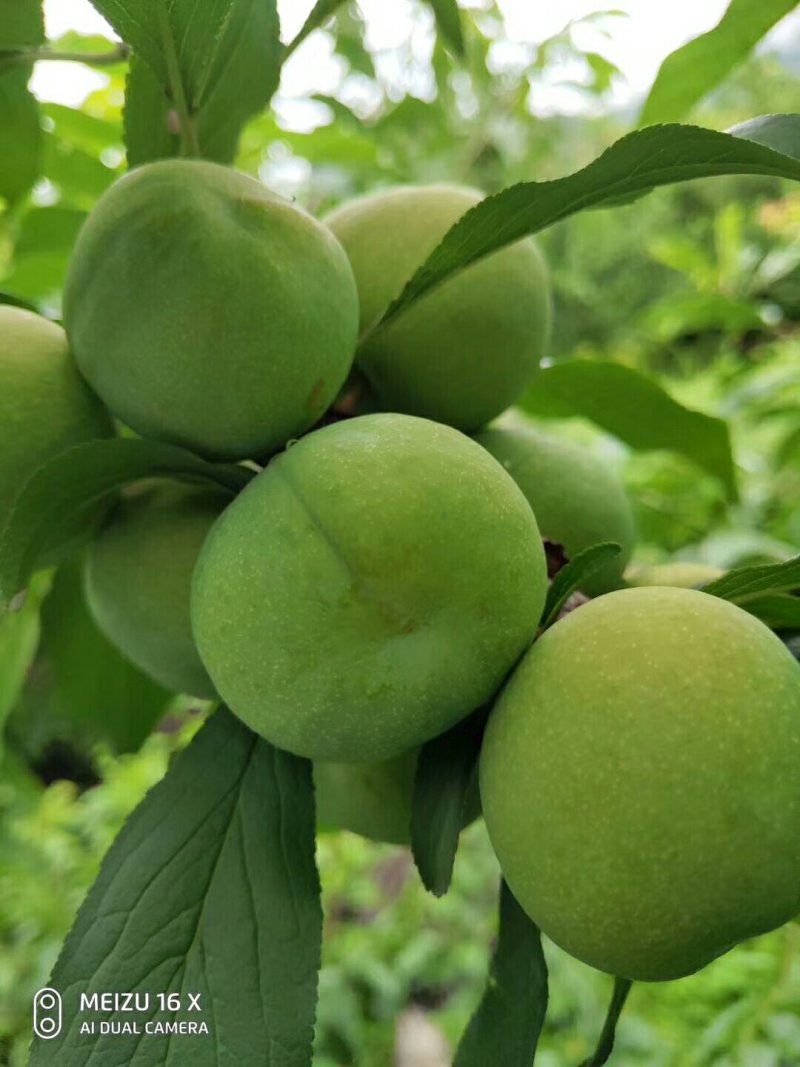茂县青脆李