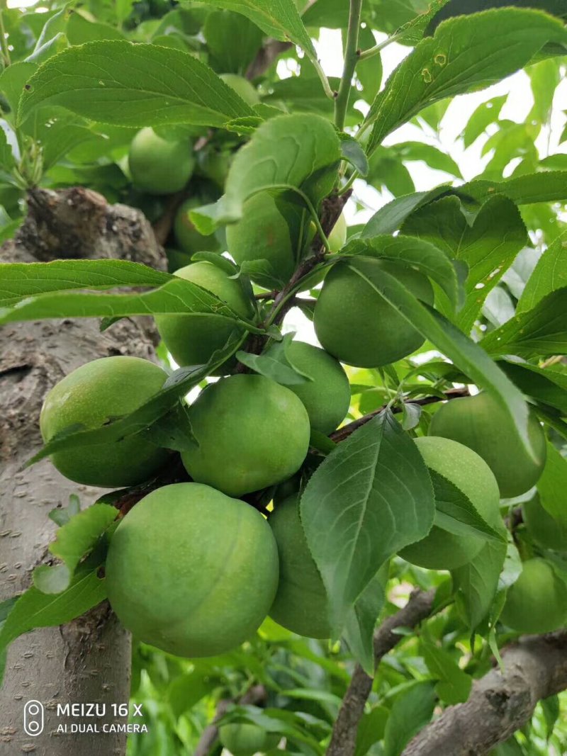 茂县青脆李