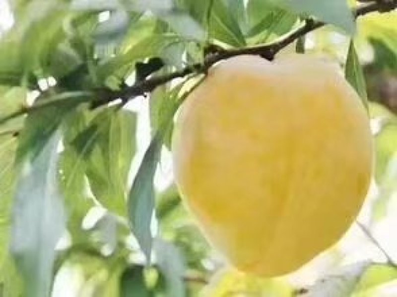 炎陵奈李