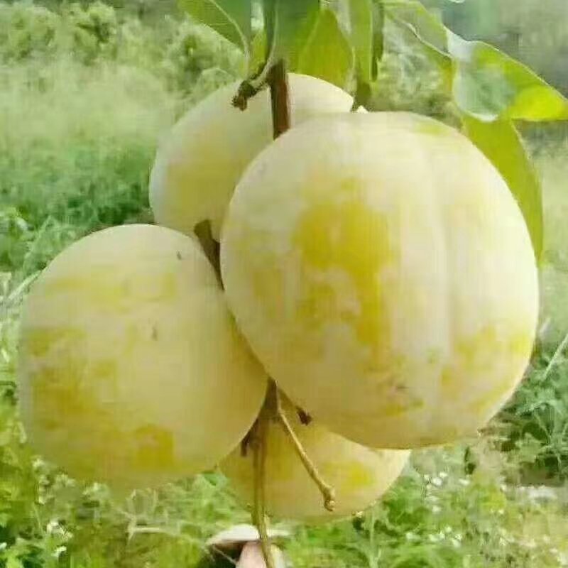 炎陵奈李