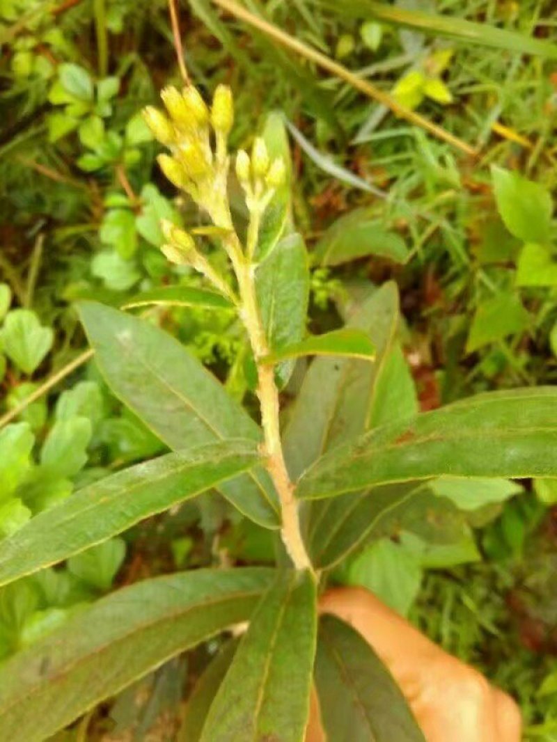山白芷