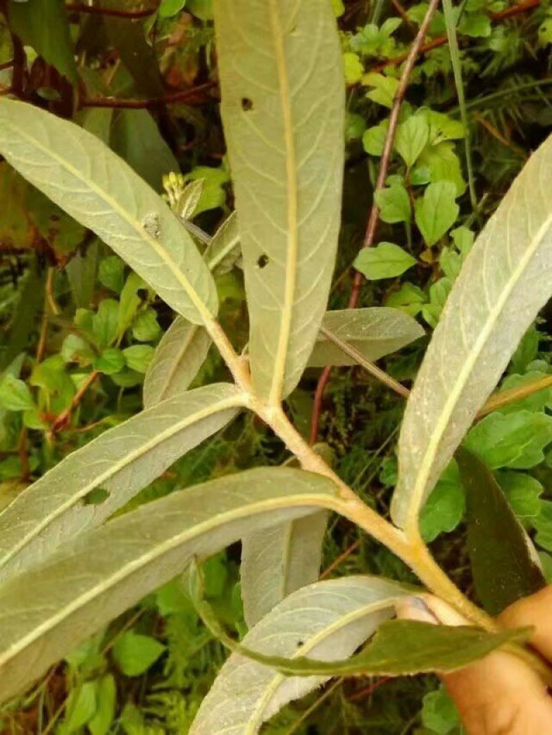 山白芷