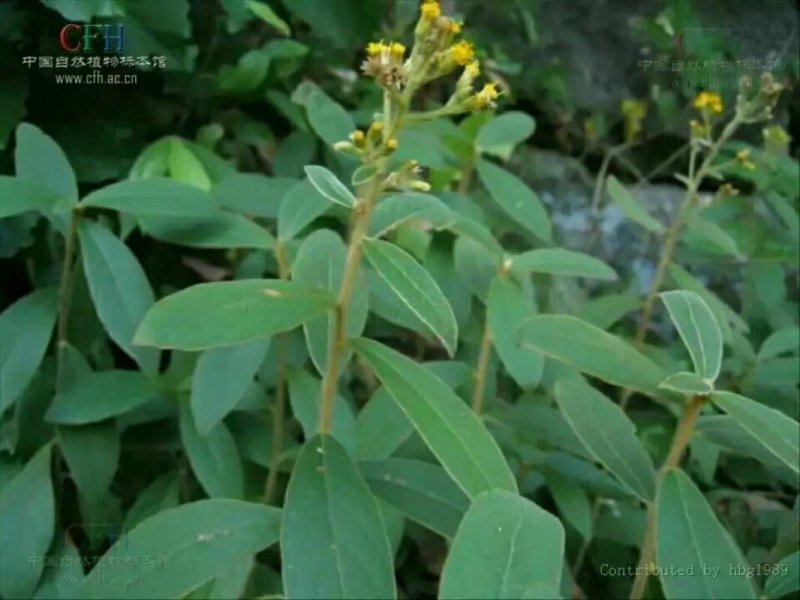 山白芷