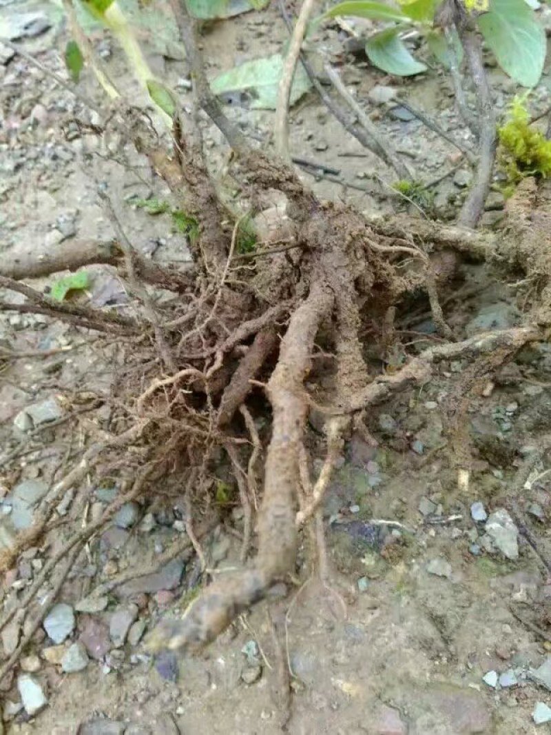 山白芷