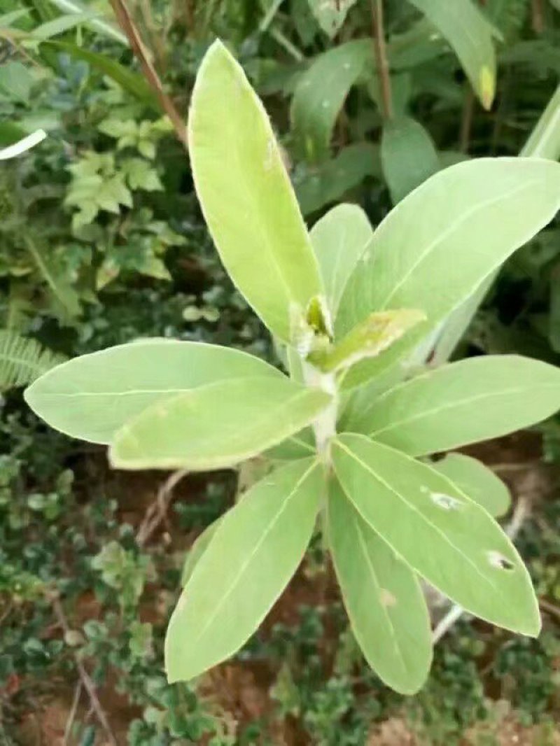 山白芷