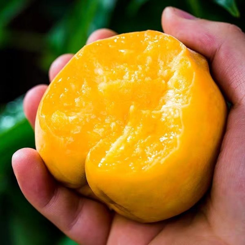 黄桃新鲜水果当季桃子10斤包邮带箱应脆毛桃蜜桃油