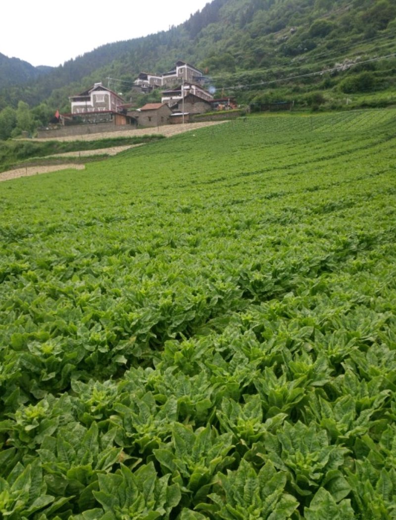 莴苣【一手货源】四川高原三青莴笋代发全国坏单包赔