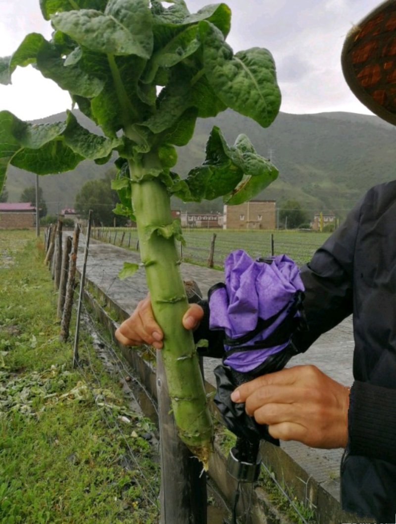 莴苣【一手货源】四川高原三青莴笋代发全国坏单包赔