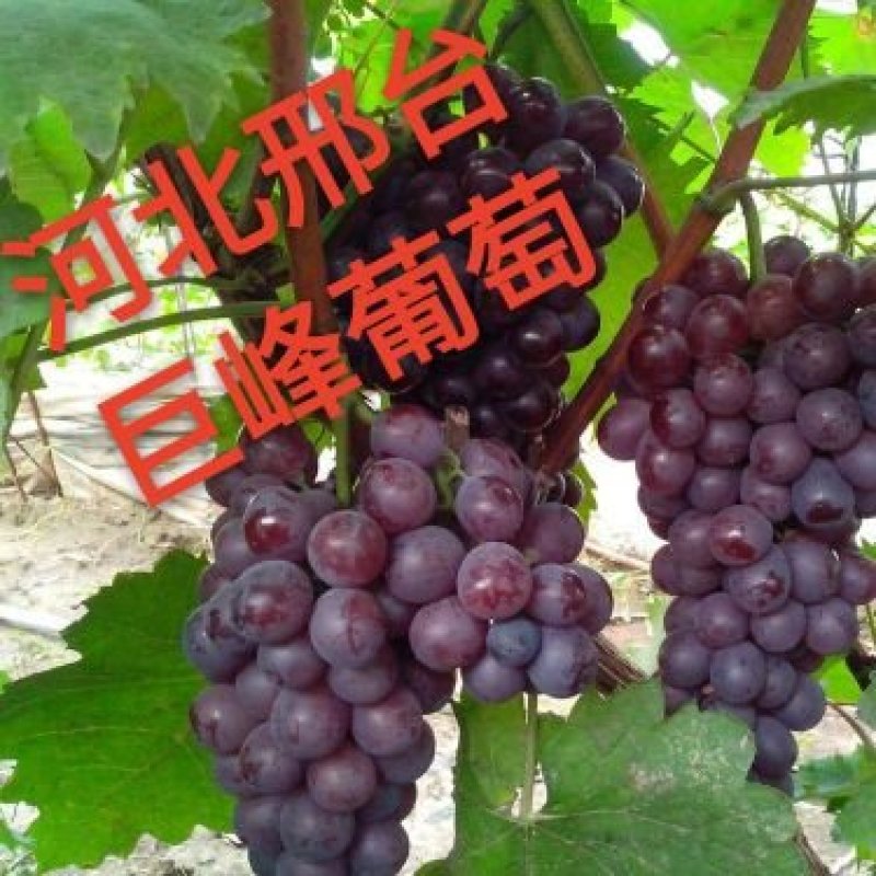 河北邢台威县优质巨峰葡萄于大量上市，欢迎各位老板前来洽谈
